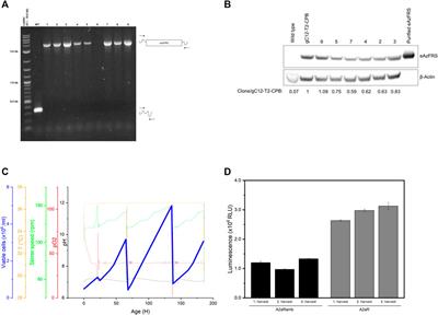 Cell Engineering and Cultivation of Chinese Hamster Ovary Cells for the Development of Orthogonal Eukaryotic Cell-free Translation Systems